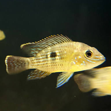 DEEPAK FISH AQUARIUM SHOP, Deepak FISH AQUARIUM 22D..Chandigarh..