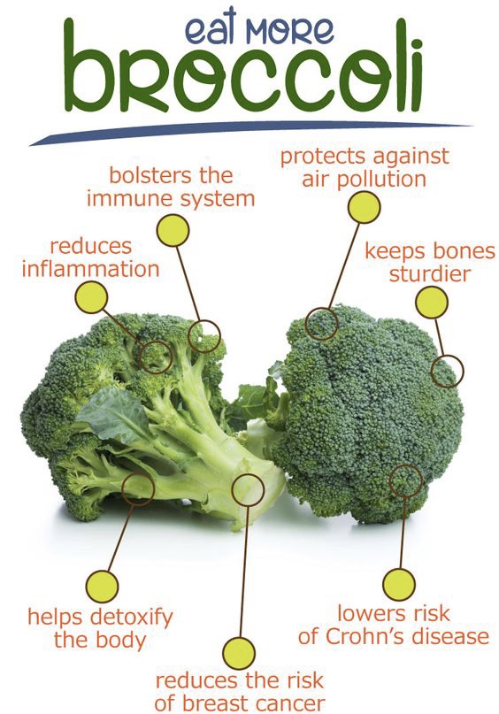 Benefits of having Broccoli in your regular  meal. | Annapurna Green Foods | Broccoli, order Broccoli online, buy Broccoli , Broccoli benefits - GL78818