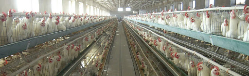 Layer Poultry Cages Manufacturer In Lucknow | V - Tech Agro Industries | Layer Poultry Cages Manufacturer In Lucknow, Layer Poultry Cages Manufacturers In Lucknow, Layer Poultry Cages In Lucknow, Layer Poultry Cages Lucknow - GL84837