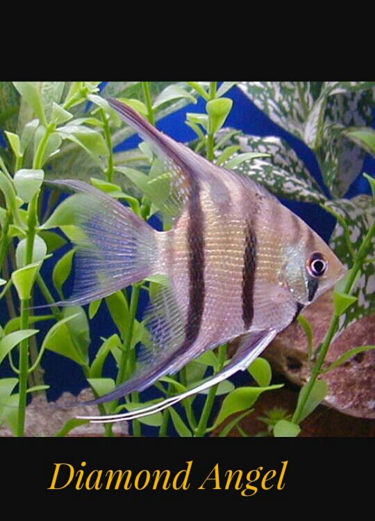 DEEPAK FISH AQUARIUM SHOP, Deepak fish🐠🐋🐟 aquarium shop sector 22D in Chandigarh 9915332799