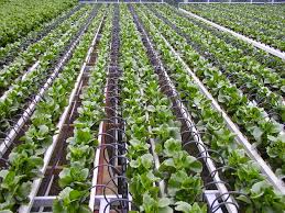 Micro-Drip Irrigation Projects | SIRI HORTICULTURAL SERVICES | Drip irrigation systems in Hyderabad, Drip irrigation systems Vanasthalipuram, Drip irrigation systems in Telangana,Drip irrigation systems in secunderabad - GL19737