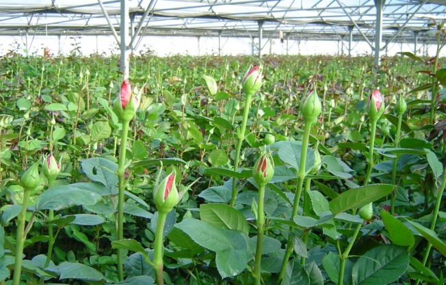 Floriculture : Hi-tech Cultivation | SIRI HORTICULTURAL SERVICES | Floriculture in Hyderabad, Floriculture in LB nagar, Floriculture in vanasthalipuram, Floriculture in Secunderabad, Floriculture in Dilsuknagar - GL19743
