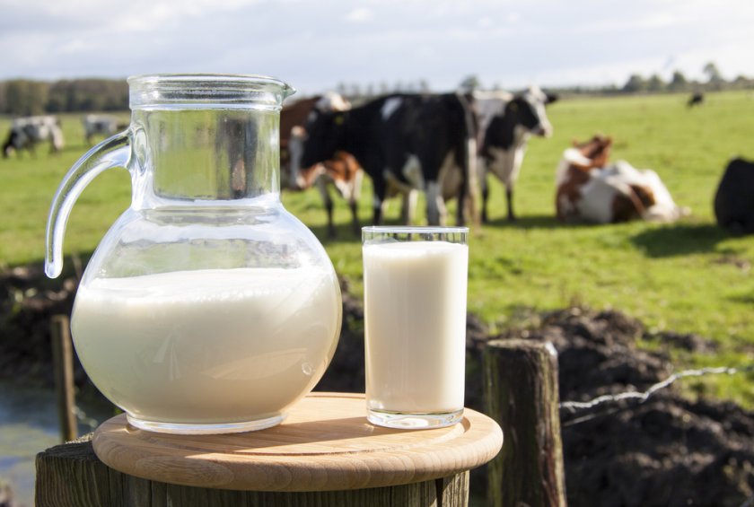 PRACHIN Organic & Natural Products, Fresh Desi Cow Milk in hyderabad,Fresh Desi Cow Milk store in hyderabad,Fresh Desi Cow Milk supplier in Hyderabad,Fresh Desi Cow Milk store in miyapur,Fresh Desi Cow Milk store in banjara hills,