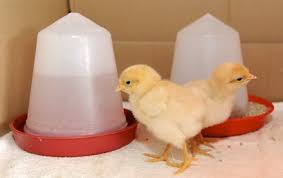 SAI KRISHNA POULTRY EQUIPMENTS, Poultry Chicks Drinker manufacturer in Hyderabad,Poultry Chicks Drinker manufacturer in chennai,Poultry Chicks Drinker manufacturer in bangalore