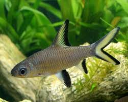 DEEPAK FISH AQUARIUM SHOP, Deepak fish Aquariums sectar 22D Chandigarh 9915332799.all size fish Aquariums avelebal 
