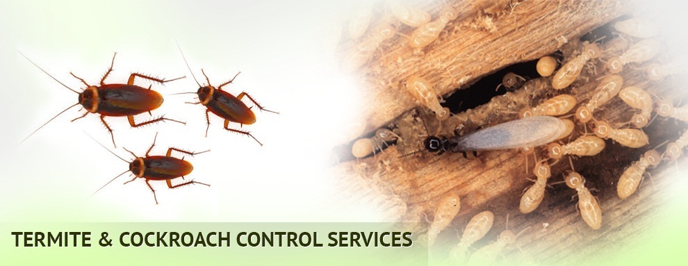 COCKROACH PEST CONTROL IN CHANDIGARH  | DOCTOR PEST SOLUTIONS |  COCKROACH PEST CONTROL SERVICES IN CHANDIGARH,COCKROACH PEST CONTROL IN MOHALI,COCKROACH PEST CONTROL IN PANCHKULA,COCKROACH PEST CONTROL IN TRICITY - GL5907