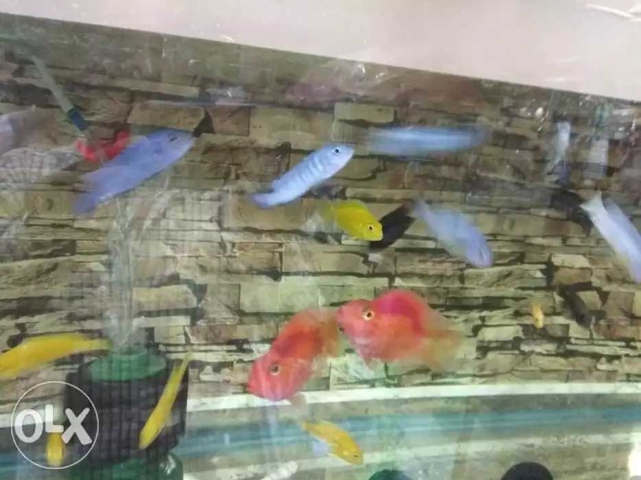 DEEPAK FISH AQUARIUM SHOP, Deepak fish aquarium shop 22D in Chandigarh 9915332799