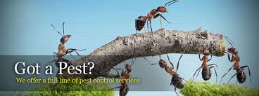 DOCTOR PEST SOLUTIONS, PEST CONTROL IN CHANDIGARH,ECONOMICAL PEST CONTROL IN CHANDIGARH,BEST PEST CONTROL IN CHANDIGARH,FAMOUS PEST CONTROL COMPANY IN CHANDIGARH 