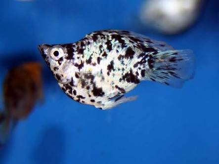 DEEPAK FISH AQUARIUM SHOP, Aquariums shop in 22D..Chandigarh 9915332799