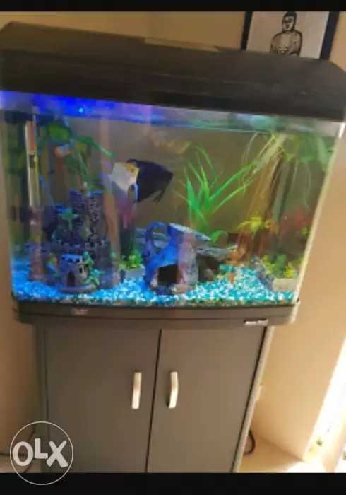 DEEPAK FISH AQUARIUM SHOP, Deepak fish aquarium shop 22D in Chandigarh