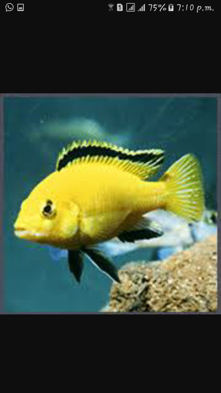 DEEPAK FISH AQUARIUM SHOP, Deepak fish Aquariums sectar 22D. Chandigarh.9915332799.