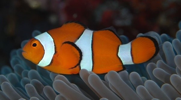 DEEPAK FISH AQUARIUM SHOP, Deepak fish aquarium shop 22D in Chandigarh 9915332799