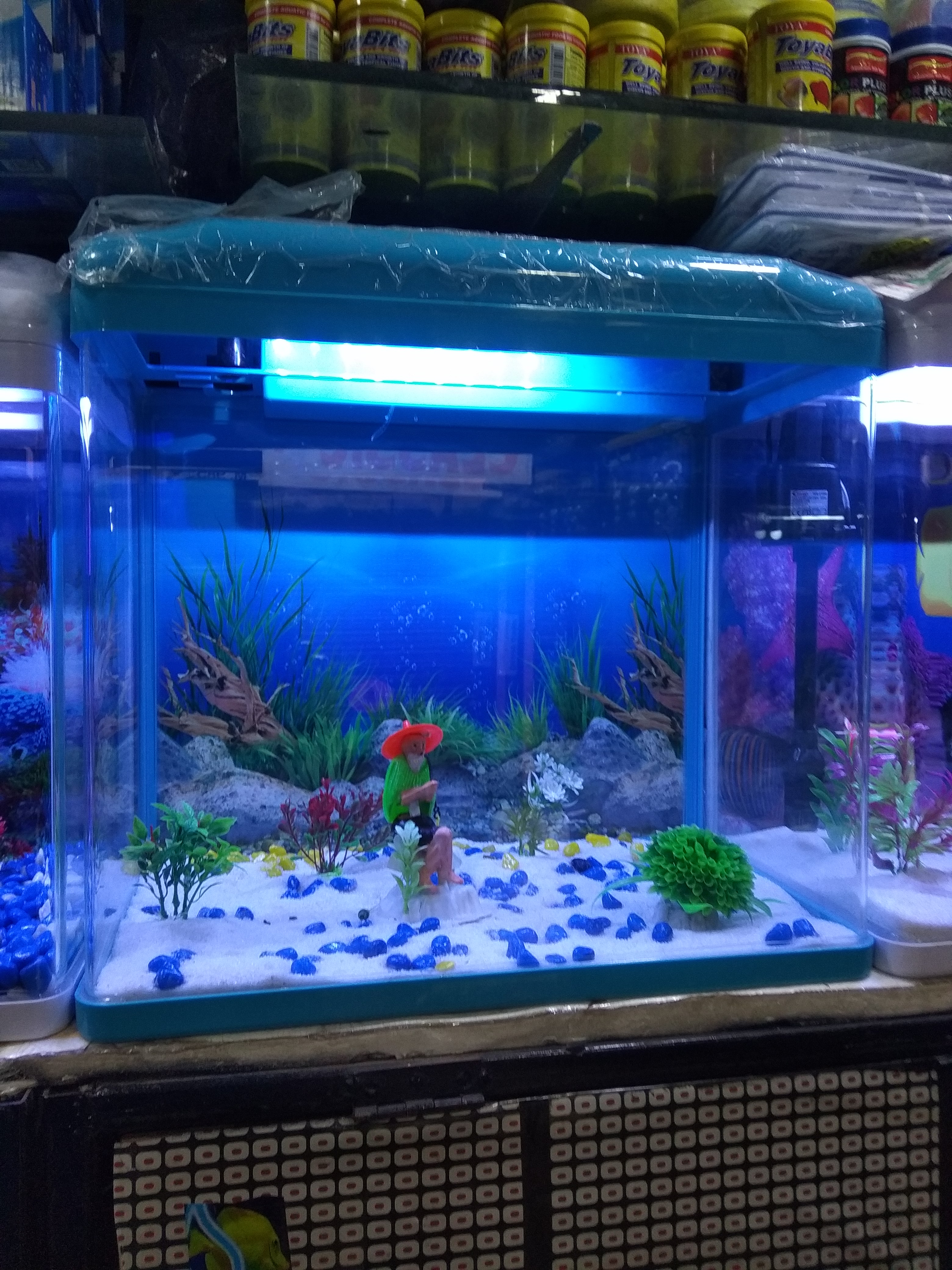 DEEPAK FISH AQUARIUM SHOP, Deepak fish aquarium shop 22D ...  Chandigarh9915332799