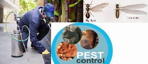 PEST CONTROL IN CHANDIGARH  | DOCTOR PEST SOLUTIONS | CHANDIGARH PEST CONTROL .PEST CONTROL CHANDIGARH,PEST CONTROL, PEST CONTROL IN TRICITY ,GOVT APPROVED PEST CONTROL COMPANY IN CHANDIGARH,CHANDIGARH PEST CONTROL COMPANY ,HOME PEST CONTROL IN CHANDIGARH - GL9687