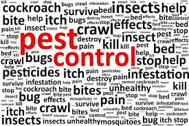KALINKA PEST CONTROL SERVICES, PEST CONTROL IN CHAKAN, PEST CONTROL SERVICES IN CHAKAN, PEST CONTROL IN CHAKAN, PEST CONTROL SERVICES IN CHAKAN, BEST PEST CONTROL IN CHAKAN, BEST.