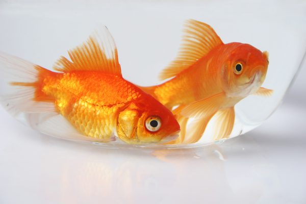 DEEPAK FISH AQUARIUM SHOP, GOLD FISH SHOP IN CHANDIGARH,FISH AQUARIUM SHOP CHANDIGARH ,FISH AQUARIUM SHOP IN SECTOR 22 CHANDIGARH ,FISH AQUARIUM DEALER IN CHANDIGARH 