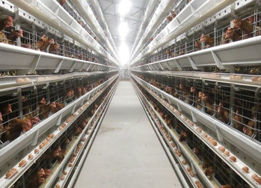 V Tech Agro Industries: Leading the Way in Automatic Poultry Cages Manufacturing | V - Tech Agro Industries | automatic poultry cage manufacturers in west Bengal, automatic poultry cages in west Bengal, automatic poultry cages price in west Bengal,, automatic poultry cage manufacturing company in west Bengal, - GL116914