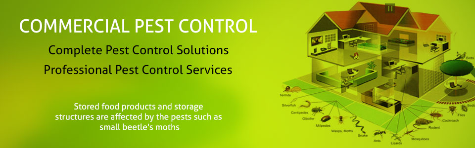 ADVANCED PEST CONTROL IN CHANDIGARH , MOHALI , PANCHKULA  | DOCTOR PEST SOLUTIONS | OFFICE PEST CONTROL IN CHANDIGARH, RESIDENTIAL PEST CONTROL IN CHANDIGARH, TOP PEST CONTROL COMPANY IN CHANDIGARH,PEST CONTROL IN CHANDIGARH           - GL13542