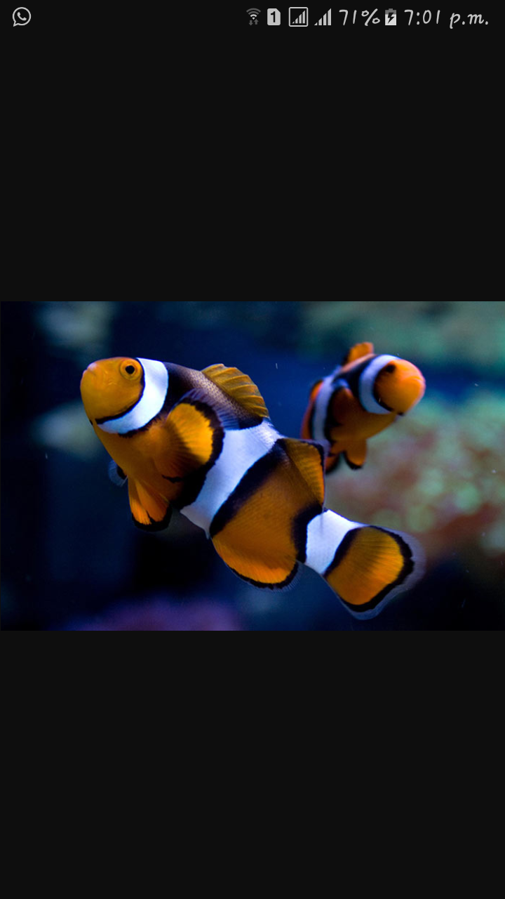 DEEPAK FISH AQUARIUM SHOP, Deepak fish Aquariums 22D.in.Chandigarh..
