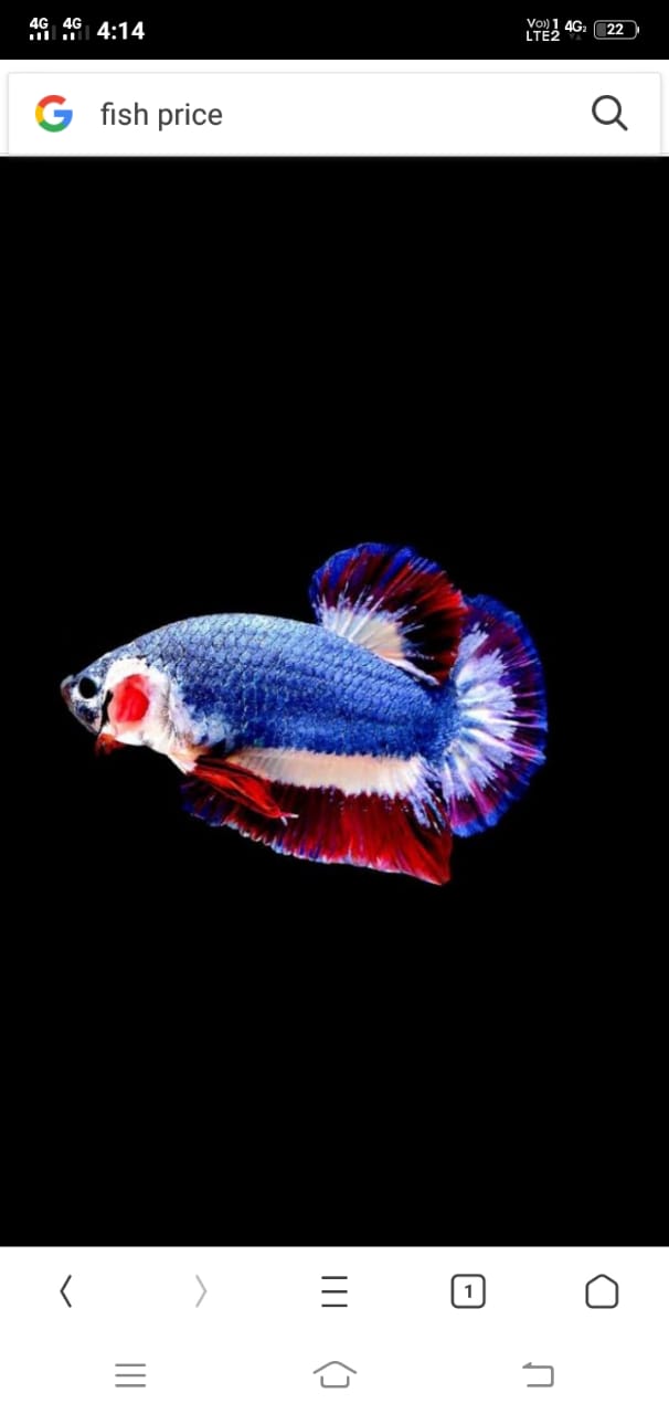 DEEPAK FISH AQUARIUM SHOP, Aquarium shop sector 22 D Chandigarh