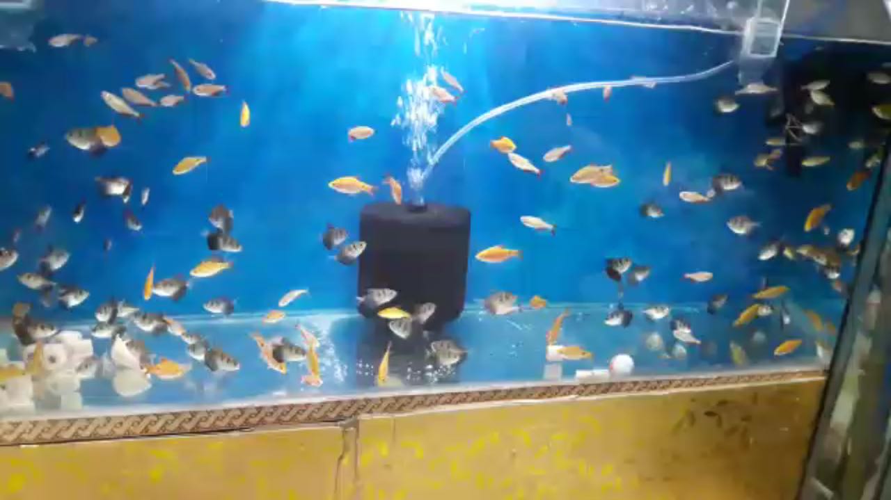 DEEPAK FISH AQUARIUM SHOP, Deepak fish Aquariums sectar 22D.in Best price 