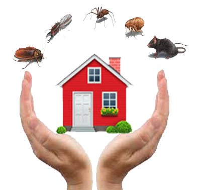 DOCTOR PEST SOLUTIONS, PEST CONTROL ,PEST CONTROL IN CHANDIGARH ,PEST CONTROL IN MOHALI ,PEST CONTROL IN PANCHKULA,TERMITE TREATMENT .TERMITE TREATMENT IN PANCHKULA,