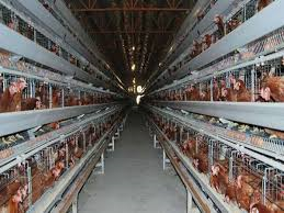 8725009362 Commercial Poultry Cages Manufacturer in Mumbai  | V - Tech Agro Industries |  Commercial Poultry Cages Manufacturer in Mumbai , Commercial Poultry Cages supplier in mumbai, Commercial Poultry Cages price in Mumbai , Commercial Poultry Cages company in Mumbai  - GL88807