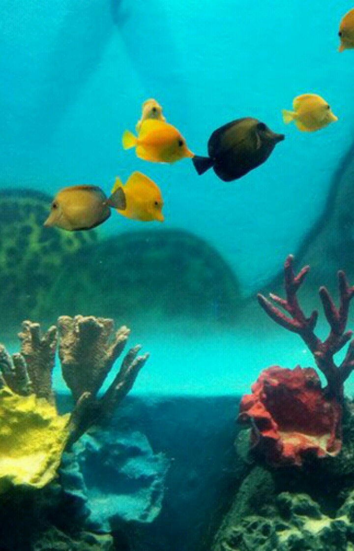 DEEPAK FISH AQUARIUM SHOP,  Aquariums shop in 22D.Deepak fish Aquariums shop 9915332799