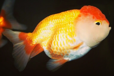 DEEPAK FISH AQUARIUM SHOP, Deepak fish Aquariums sectar 22d Boot no 132..Chandigarh fish....