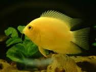 DEEPAK FISH AQUARIUM SHOP, Aquariums shop in chandigarh Sectar 22D...
