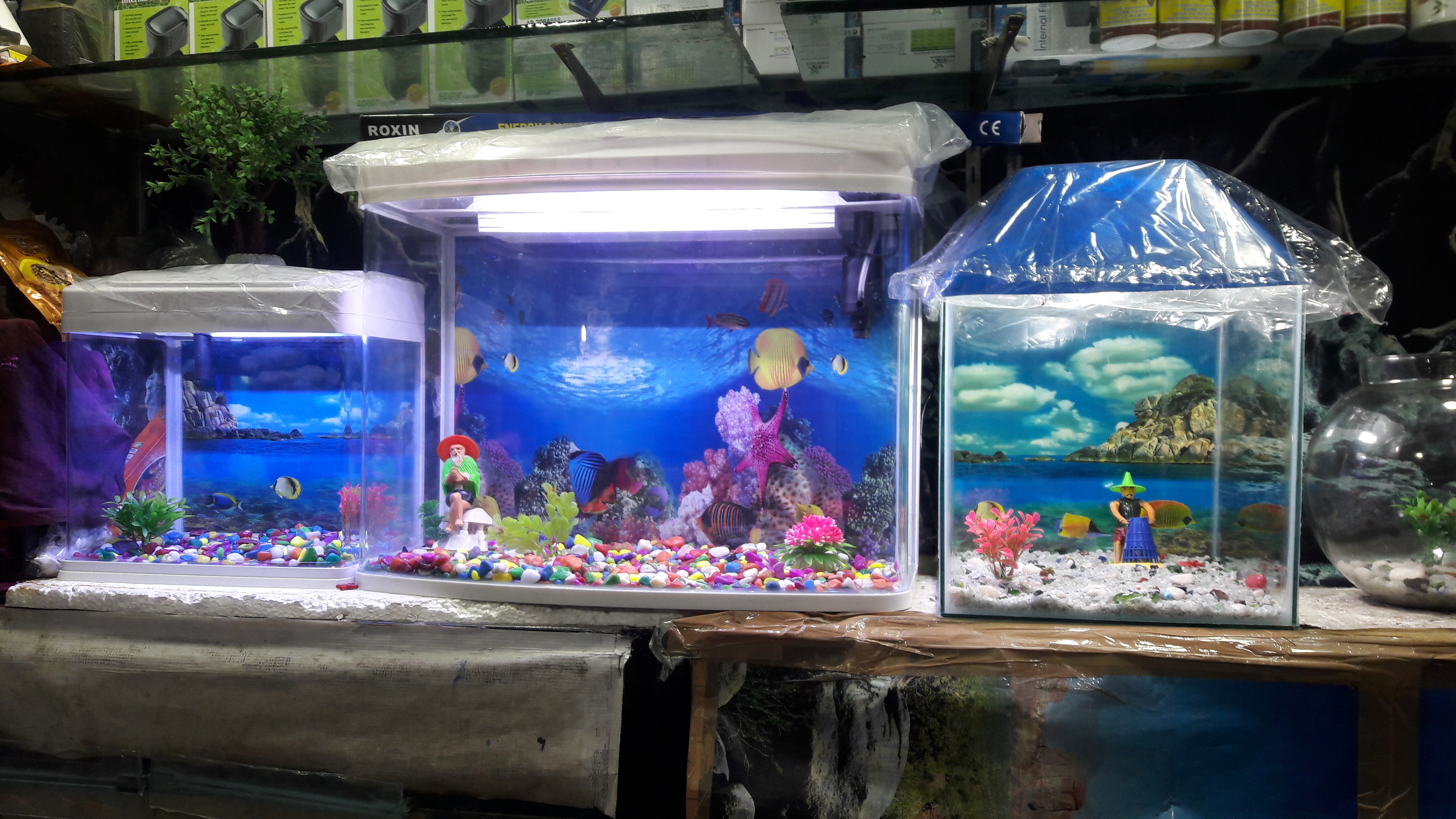 DEEPAK FISH AQUARIUM SHOP, 9915332799.Deepak AQUARIUM SHOP.22d.in Chandigarh 