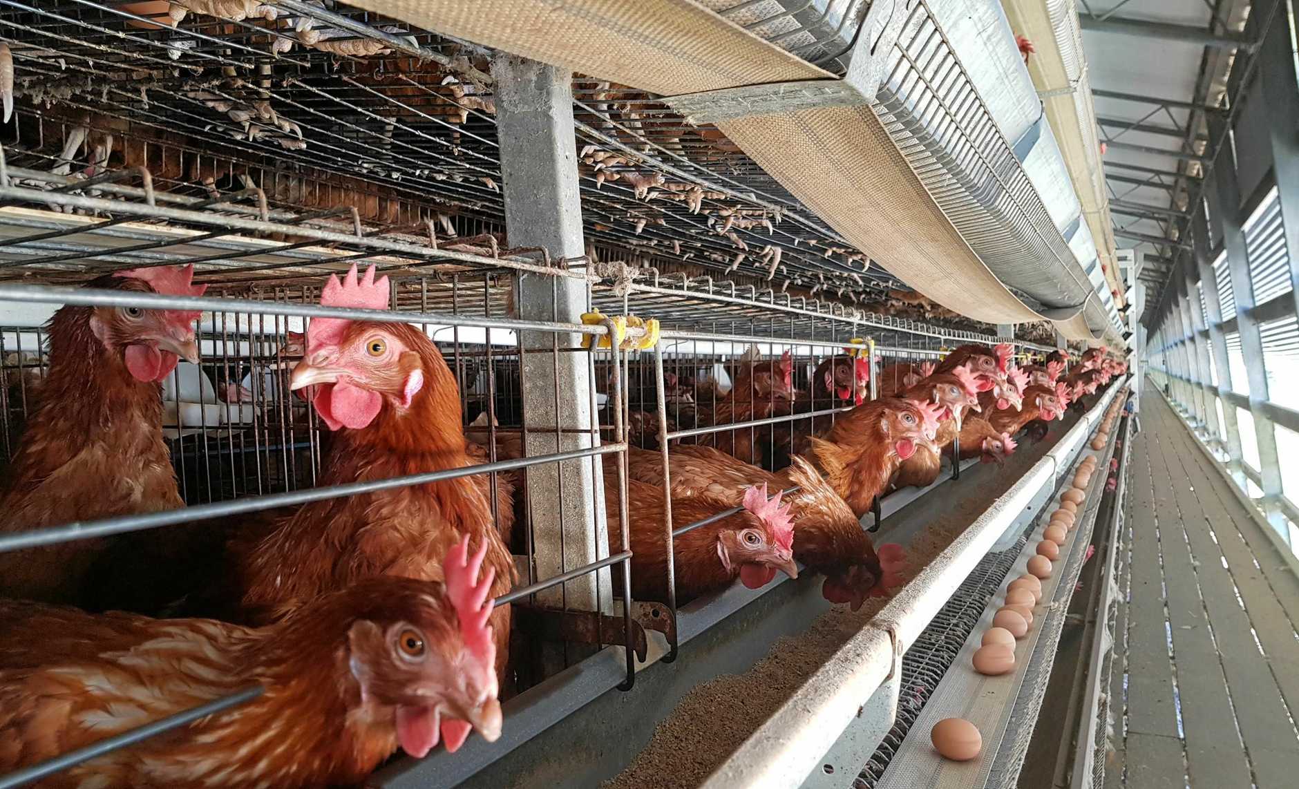 Layer Poultry Cages in Thane | V - Tech Agro Industries | Layer Poultry Cages in Thane, Layer Poultry Cages manufacturer in Thane, Layer Poultry Cages Thane - GL84489
