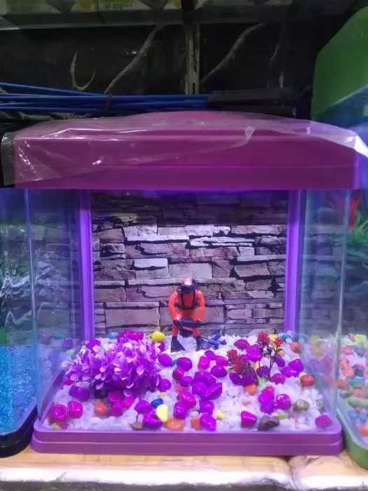 DEEPAK FISH AQUARIUM SHOP, Deepak fish aquarium 22D in Chandigarh