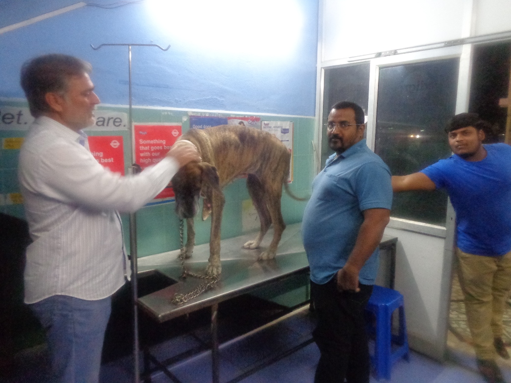 DOG CLINIC IN KONDAPUR By : B G PET CLINIC & STORE, in City: Hyderabad,  Telangana, IN, Phone No.: +91******3113