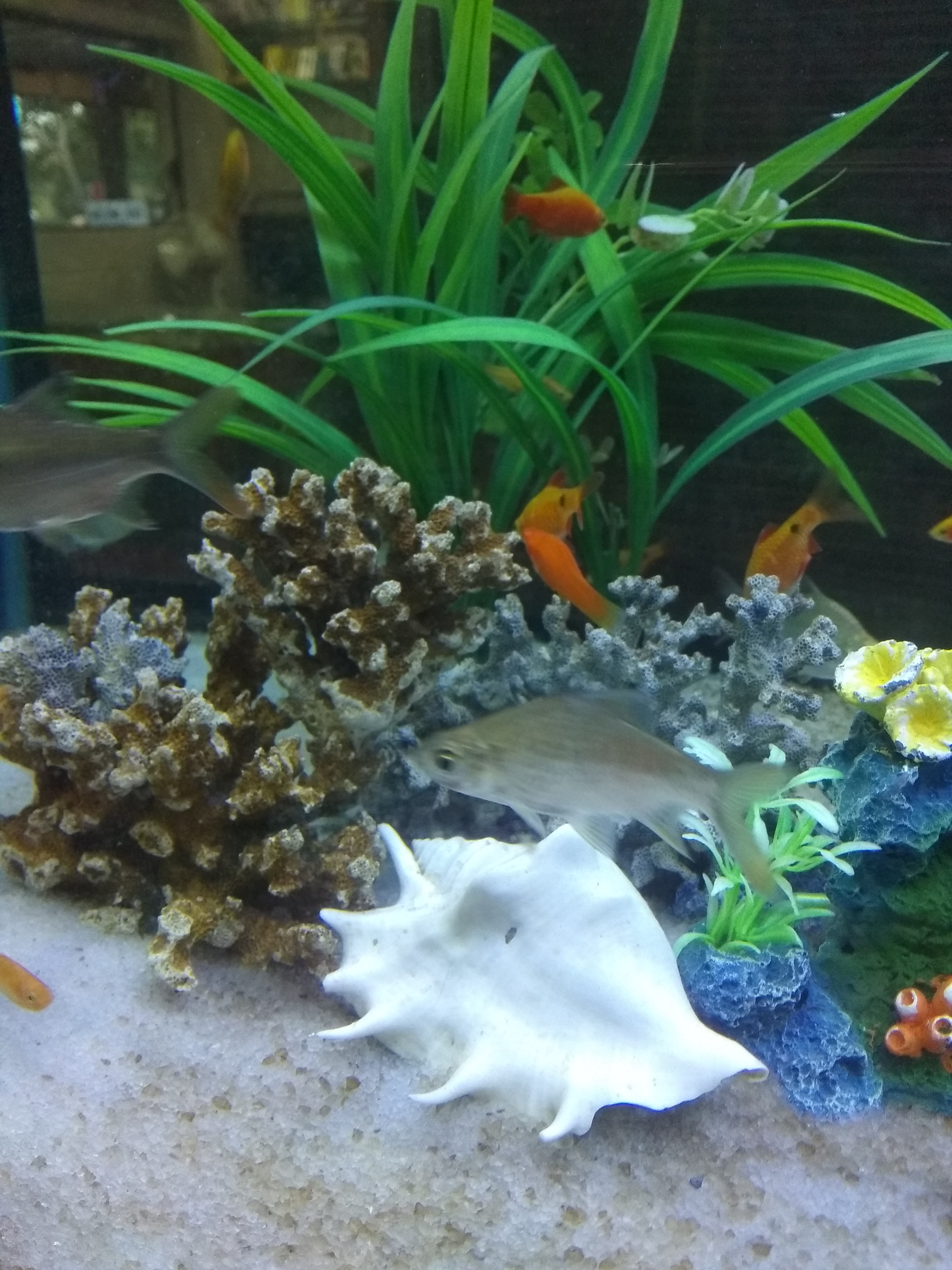 DEEPAK FISH AQUARIUM SHOP, Deepak fish aquarium shop sector 22 D Chandigarh 9915332799