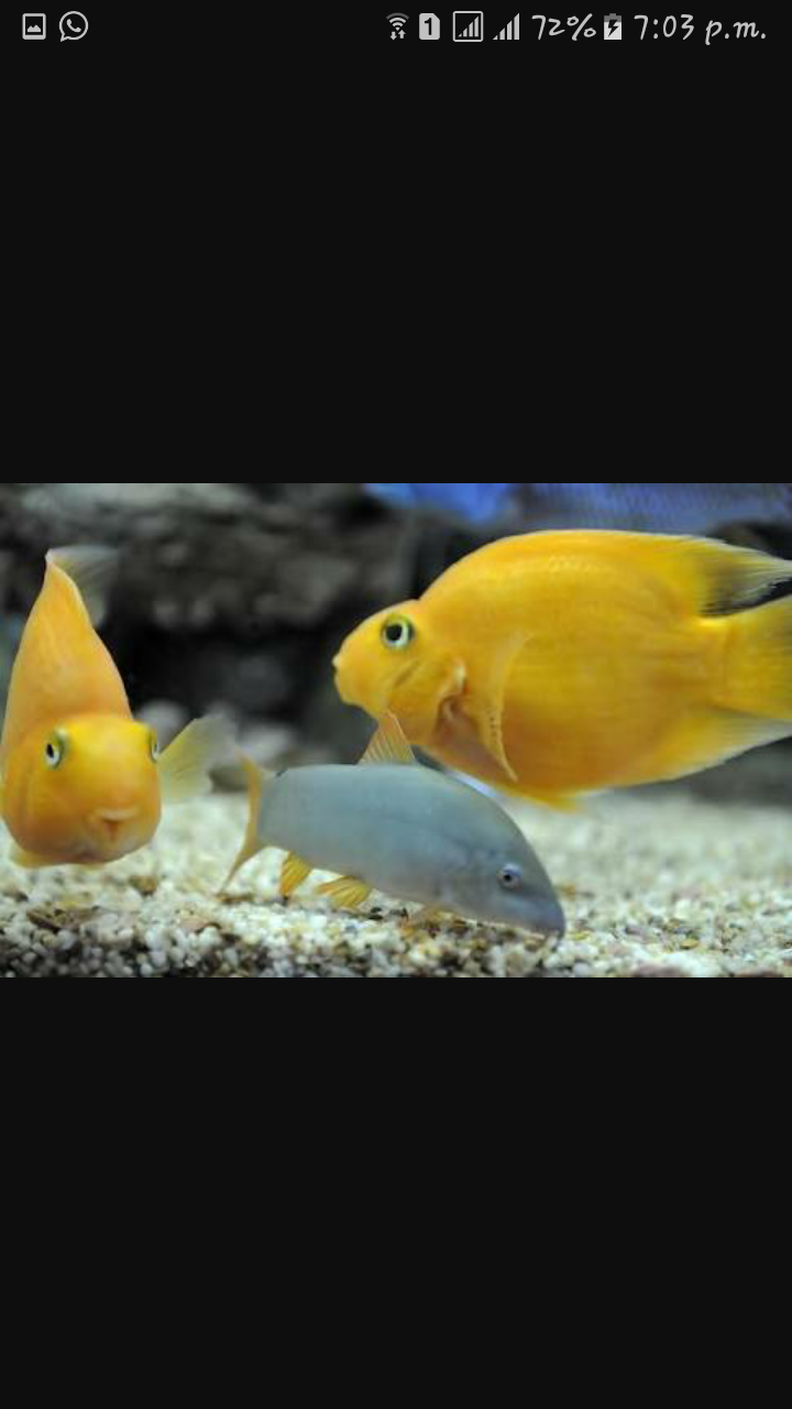 DEEPAK FISH AQUARIUM SHOP, FISH AQUARIUM SHOP IN 22.D.Chandigarh 