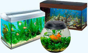 DEEPAK FISH AQUARIUM SHOP, BEST PRICE FISH AQUARIUM IN CHANDIARH,FISH AQUARIUM SHOP IN SECTOR 22 CHANDIGARH ,FISH AQUARIUM SUPPLIER AND DEALER IN CHANDIGARH 