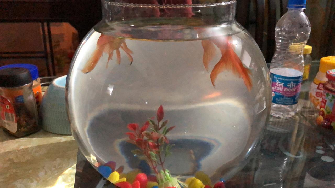 DEEPAK FISH AQUARIUM SHOP, Deepak fish aquarium shop 22D in Chandigarh 9915332799
