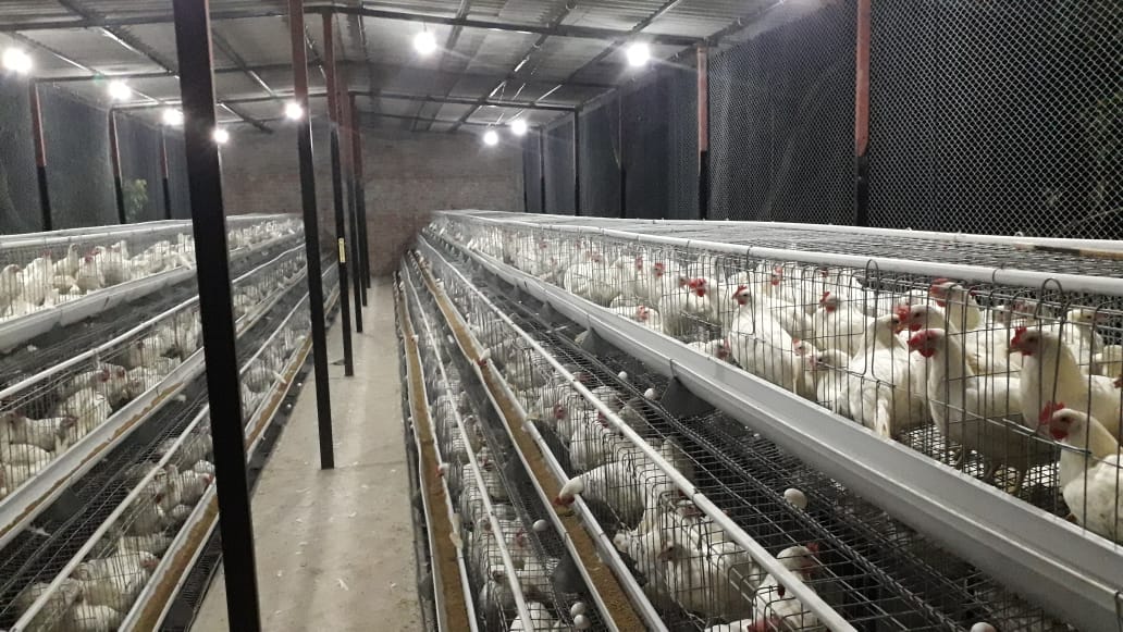  Poultry Cages in Muzaffarnagar, Uttar Pradesh | V - Tech Agro Industries | Layer cages in Muzaffarnagar, Poultry Cages in  Muzaffarnagar, Broiler Cages In  Muzaffarnagar, Automatic Layer cages In  Muzaffarnagar, Comfort cages in  Muzaffarnagar - GL92631