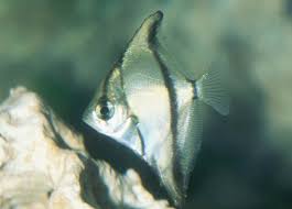 DEEPAK FISH AQUARIUM SHOP, Deepak fish Aquariums shop in 22d.Chandigarh..9915332799