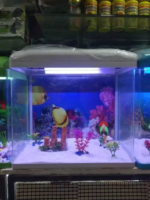 DEEPAK FISH AQUARIUM SHOP, Deepak fish aquarium shop sector 22 D Chandigarh