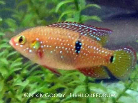 DEEPAK FISH AQUARIUM SHOP, 9915332799.Deepak AQUARIUM SHOP.22.D...Chandigarh 
