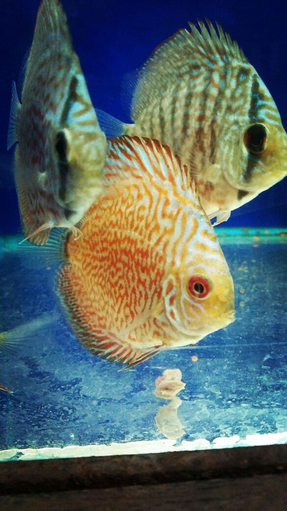 DEEPAK FISH AQUARIUM SHOP, Deepak fish Aquariums sectar 22D. in.Chandigarh 9915332799.
