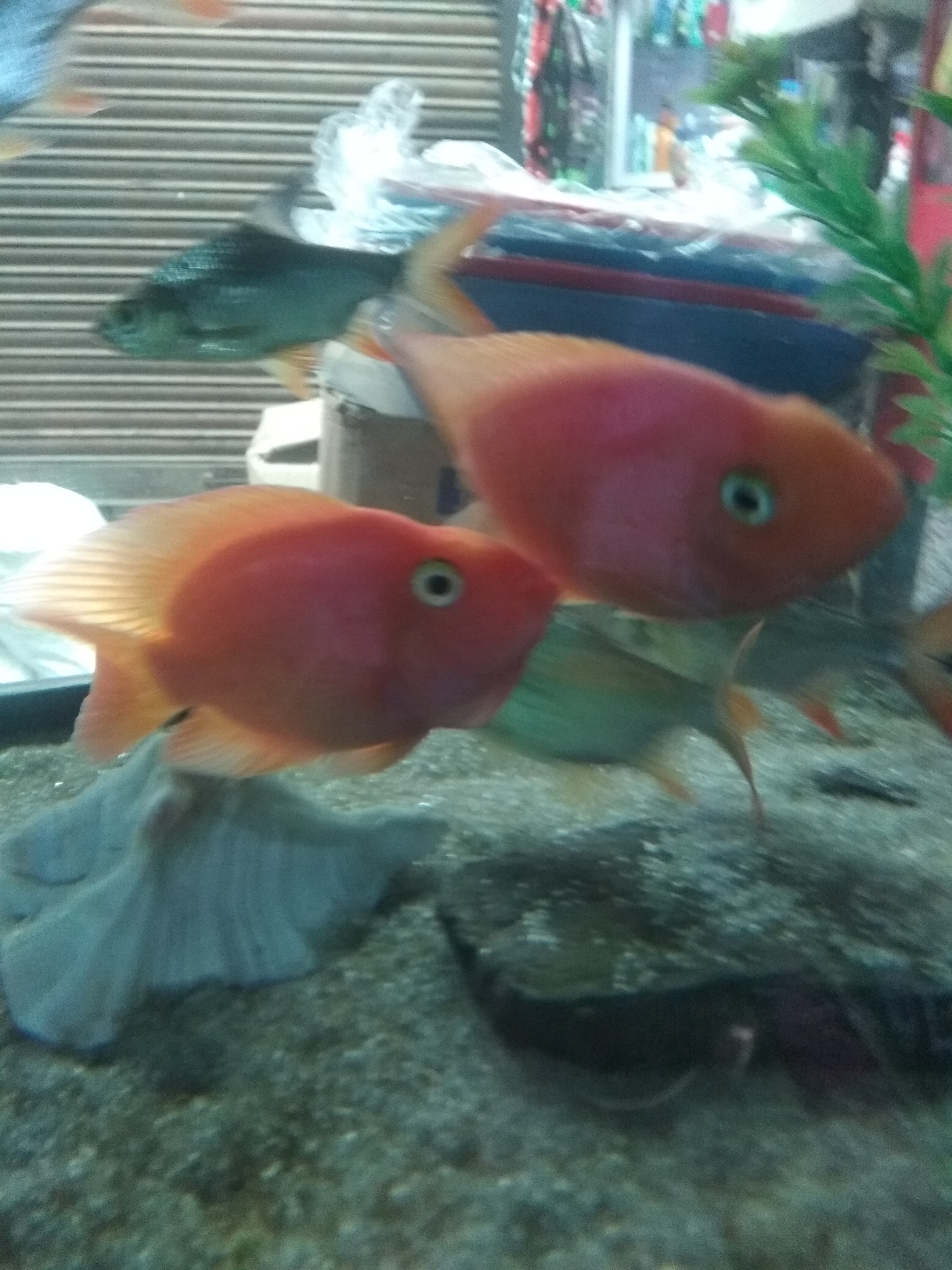 DEEPAK FISH AQUARIUM SHOP, Deepak fish aquarium shop 22D.. in Chandigarh