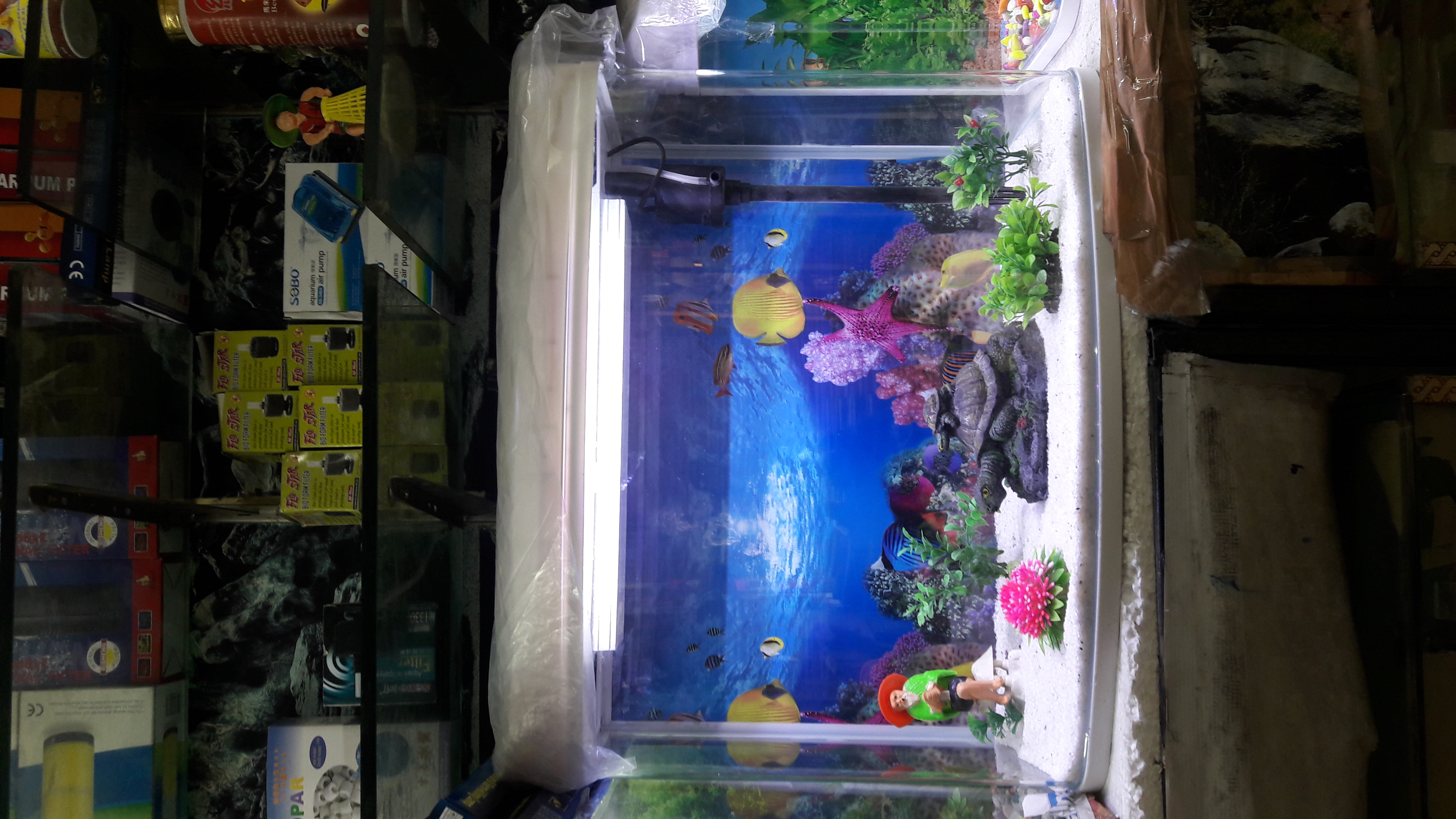 DEEPAK FISH AQUARIUM SHOP, Deepak fish Aquariums sectar 22D.Chandigarh 9915332799.