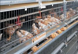 Layer Poultry Cages In Mumbai | V - Tech Agro Industries | Layer Poultry Cages In Mumbai, Layer Poultry Cages manufacturer In Mumbai, best Layer Poultry Cages In Mumbai, Best Layer Poultry manufacturer Cages In Mumbai - GL85253