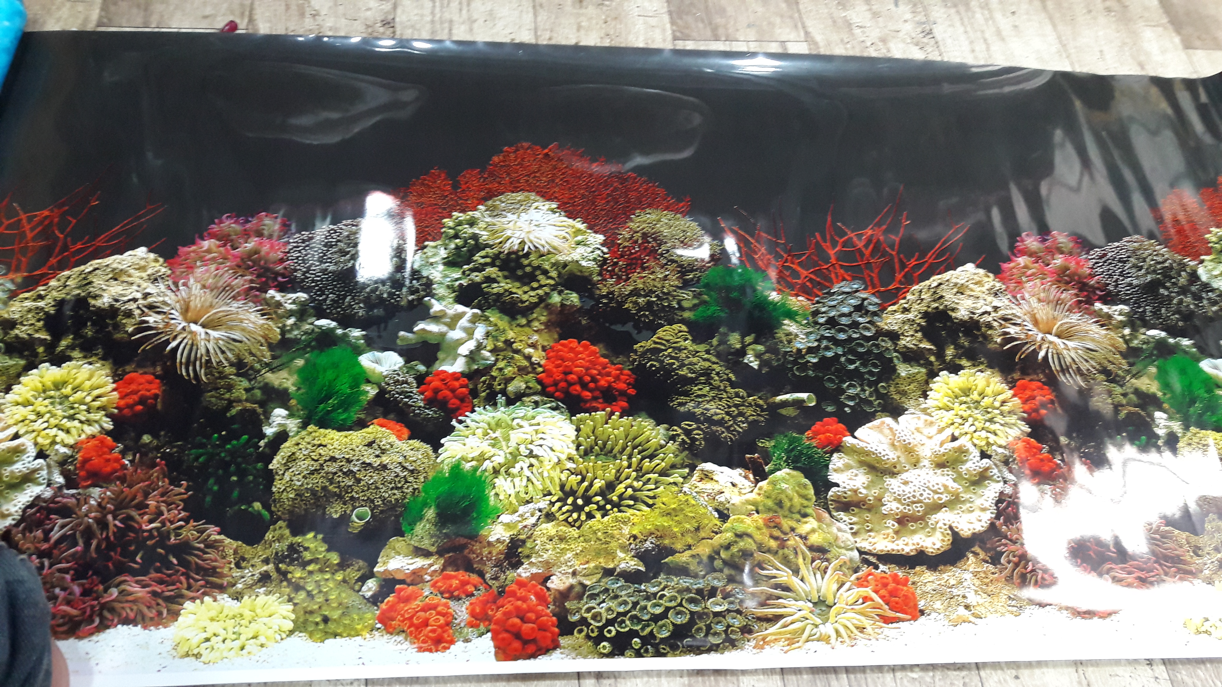 DEEPAK FISH AQUARIUM SHOP, Deepak fish Aquariums 22D.in Chandigarh 
