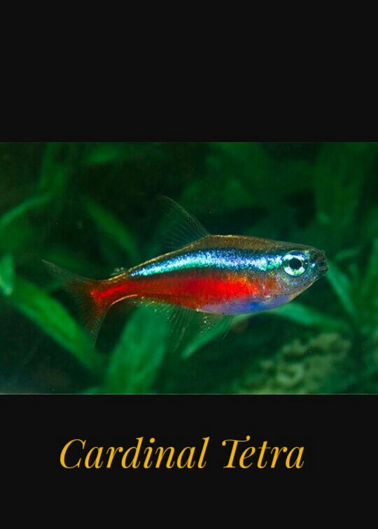 DEEPAK FISH AQUARIUM SHOP, 22D.Deepak AQUARIUM SHOP IN Chandigarh Deepak fish Aquariums sectar 22d Boot 