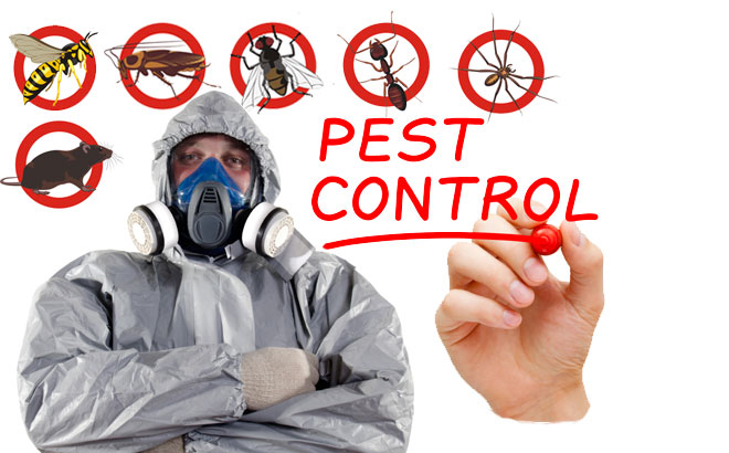 ECO FRIENDLY PEST CONTROL SERVICES IN CHANDIGARH MOHALI PANCHKULA | DOCTOR PEST SOLUTIONS | TERMITE TREATMENT IN CHANDIGARH , LOWEST PRICE PEST CONTROL IN CHANDIGARH , PEST CONTROL PRICE IN CHANDIGARH ,PEST CONTROL IN BADDI , - GL13114