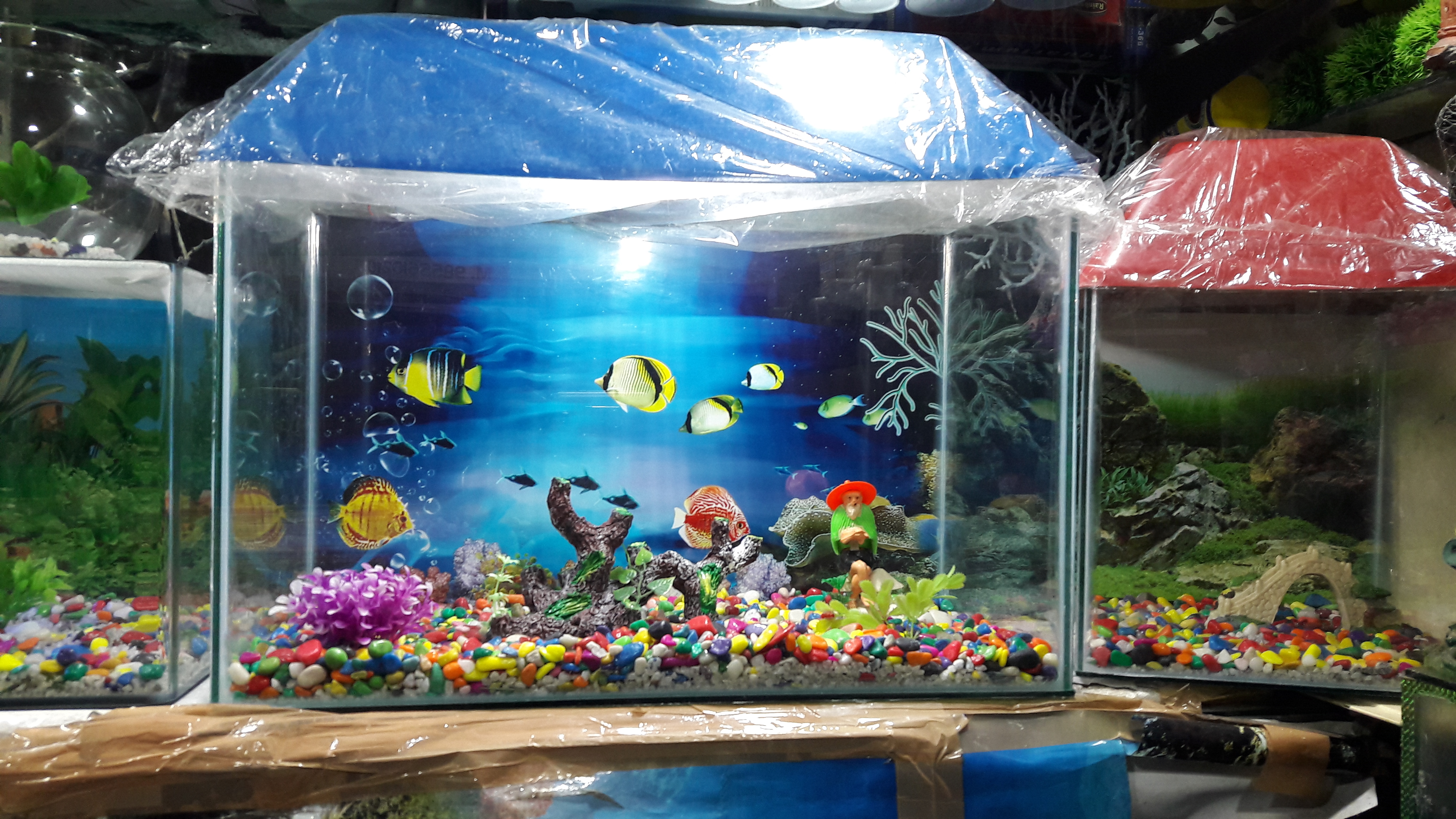 DEEPAK FISH AQUARIUM SHOP, Deepak fish Aquariums sectar 22D.in Chandigarh 